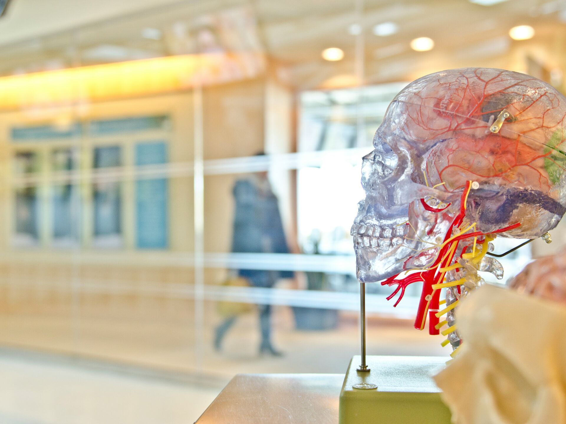Ein transparentes anatomisches Modell eines menschlichen Schädels mit sichtbaren Nerven und Gefäßen steht im Vordergrund, im Hintergrund geht eine Person durch einen hellen Flur.