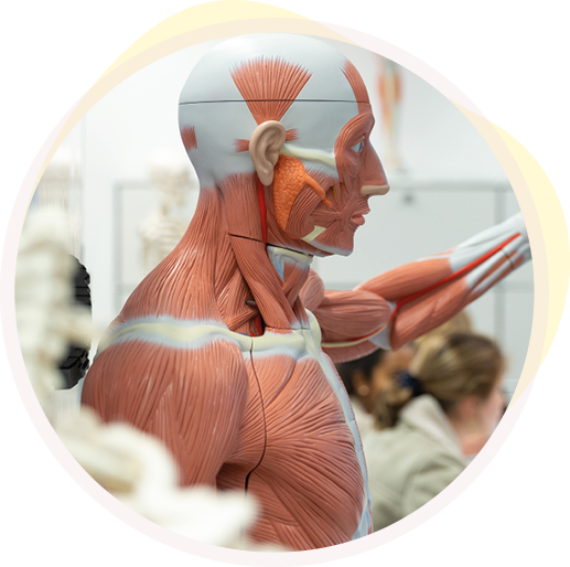 Ein anatomisches Modell des menschlichen Körpers zeigt Muskeln und Gewebestrukturen im Profil.